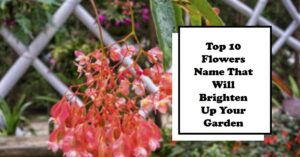 Top 10 Flowers Name That Will Brighten Up Your Garden