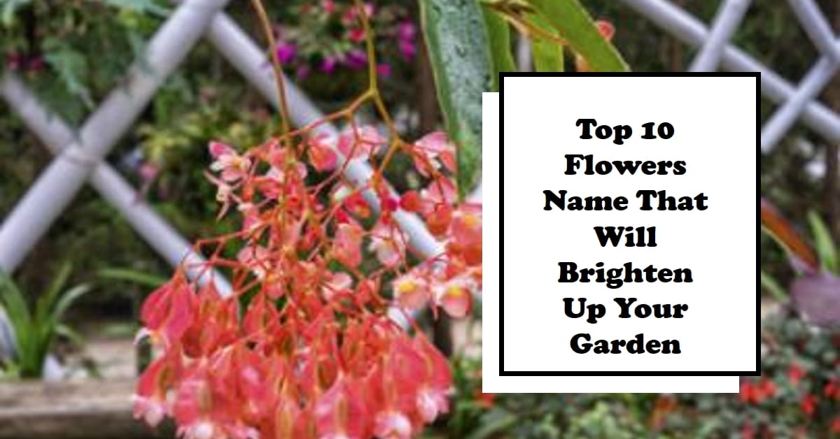Top 10 Flowers Name That Will Brighten Up Your Garden